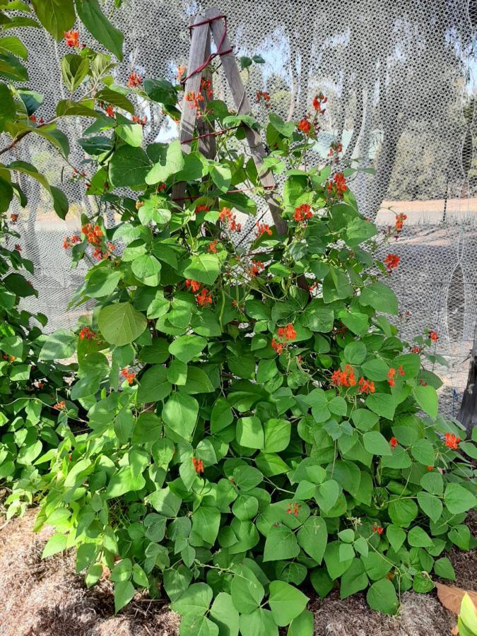 Spring Beach Garden Retreat Εξωτερικό φωτογραφία